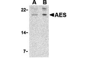 Western Blotting (WB) image for anti-Amino-terminal Enhancer of Split (AES) (N-Term) antibody (ABIN1031216) (AES Antikörper  (N-Term))