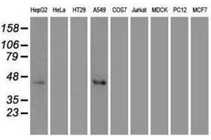 Image no. 3 for anti-Mitogen-Activated Protein Kinase 8 (MAPK8) (AA 1-384) antibody (ABIN1490768) (JNK Antikörper  (AA 1-384))