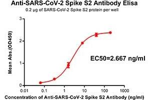 Elisa plate pre-coated by 2 μg/mL(100 μL/well) SARS-CoV-2 Spike S2 protein can bind Rabbit Anti-SARS-CoV-2 Spike S2 monoclonal antibody (clone:DM42) in a linear range of 0. (Rekombinanter SARS-CoV-2 Spike Antikörper)