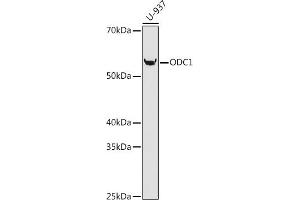 Western blot analysis of extracts of U-937 cells, using ODC1 antibody (ABIN1680080, ABIN3018249, ABIN3018250 and ABIN7101588) at 1:1000 dilution. (ODC1 Antikörper)