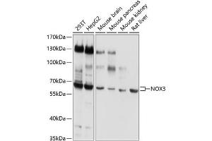 Western blot analysis of extracts of various cell lines, using NOX3 antibody (ABIN6129307, ABIN6144750, ABIN6144751 and ABIN6220324) at 1:1000 dilution. (NOX3 Antikörper  (AA 223-395))