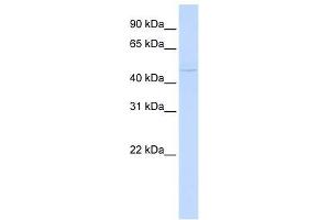 ZBTB43 antibody used at 1. (ZBTB43 Antikörper  (N-Term))