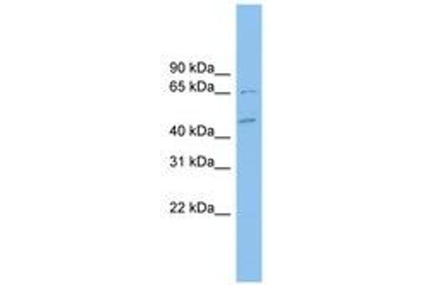 MDH1B Antikörper  (C-Term)