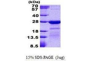 HN1L Protein