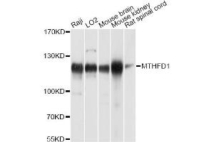 Western blot analysis of extracts of various cell lines, using MTHFD1 antibody. (MTHFD1 Antikörper)