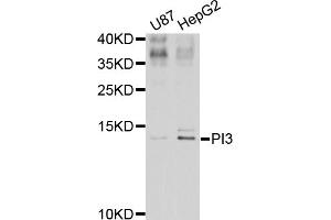 Western blot analysis of extracts of various cell lines, using PI3 antibody (ABIN5974984) at 1/1000 dilution. (PI3 Antikörper)