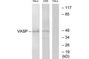 Western blot analysis of extracts from HeLa/COS7 cells, using VASP (Ab-238) Antibody. (VASP Antikörper  (AA 206-255))