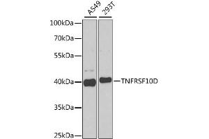 Western blot analysis of extracts of various cell lines, using TNFRSF10D antibody. (DcR2 Antikörper)