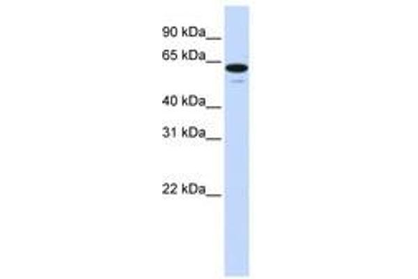 ZNF655 Antikörper  (C-Term)