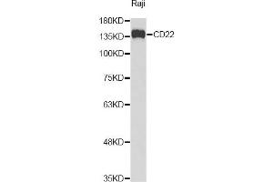 Western blot analysis of extracts of Raji cells, using CD22 Antibody (ABIN3213588) at 1/1000 dilution. (CD22 Antikörper)
