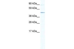 Western Blotting (WB) image for anti-ECSIT (ECSIT) antibody (ABIN2461484) (ECSIT Antikörper)