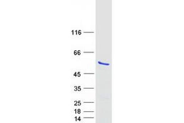 NLE1 Protein (Transcript Variant 1) (Myc-DYKDDDDK Tag)