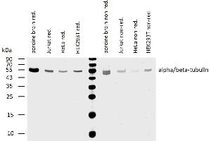 Western blotting analysis of human alpha/beta-tubulin using mouse monoclonal antibody TU-08 on lysates of various cell lines and porcine brain under reducing and non-reducing conditions. (Alpha, beta-Tubulin Dimer Antikörper)