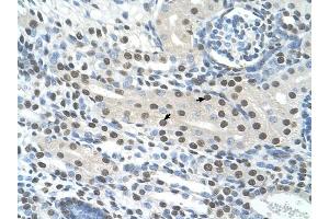 Semenogelin I antibody was used for immunohistochemistry at a concentration of 4-8 ug/ml to stain Epithelial cells of renal tubule (arrows) in Human Kidney. (SEMG1 Antikörper  (N-Term))