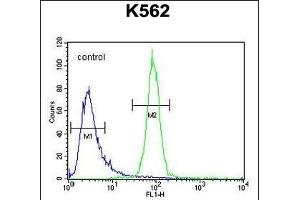 OR52A1 Antibody (C-term) (ABIN654497 and ABIN2844229) flow cytometric analysis of K562 cells (right histogram) compared to a negative control cell (left histogram). (OR52A1 Antikörper  (C-Term))