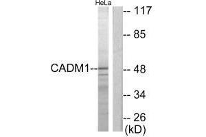 Western blot analysis of extracts from HeLa cells, using CADM1 antibody. (CADM1 Antikörper  (C-Term))