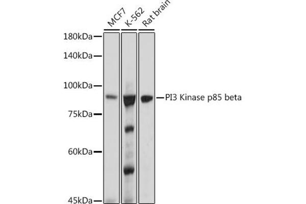 PIK3R2 Antikörper