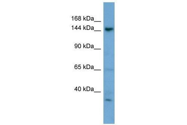 GNPTAB Antikörper  (N-Term)