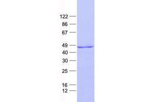 Validation with Western Blot (PDGFD Protein (His tag))