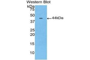 Western Blotting (WB) image for anti-Gastrointestinal Cancer Antigen CA19-9 (CA 19-9) (AA 35-361) antibody (Biotin) (ABIN1172465) (CA 19-9 Antikörper  (AA 35-361) (Biotin))