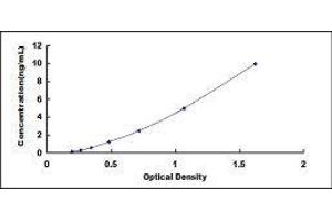 ELISA image for Nerve Growth Factor (NGF) ELISA Kit (ABIN3162172) (Nerve Growth Factor ELISA Kit)