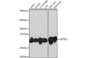 Western blot analysis of extracts of various cell lines, using GSTO1 Rabbit mAb (ABIN1679548, ABIN7101718, ABIN7101719 and ABIN7101720) at 1:1000 dilution. (GSTO1 Antikörper)