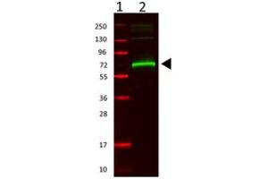 Image no. 1 for anti-Albumin (ALB) antibody (ABIN293398) (Albumin Antikörper)