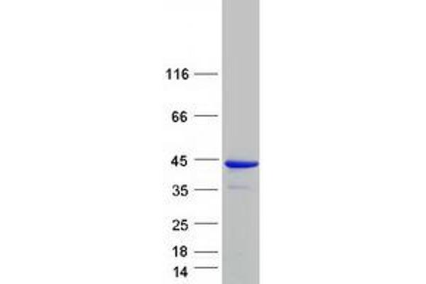 GIMAP4 Protein (Myc-DYKDDDDK Tag)