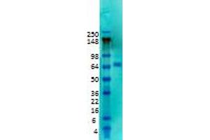 KCND2 Antikörper  (Extracellular Domain)