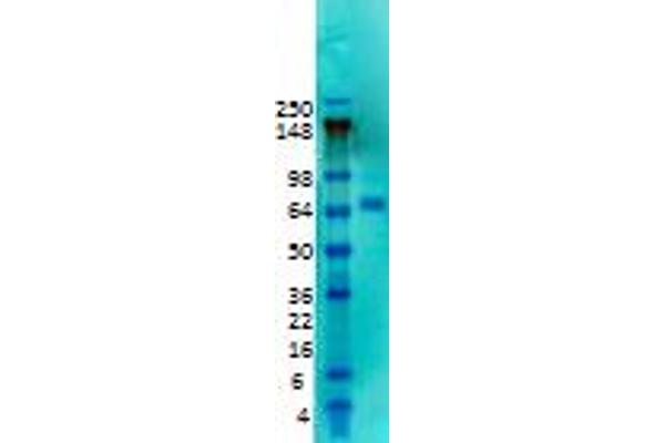 KCND2 Antikörper  (Extracellular Domain)