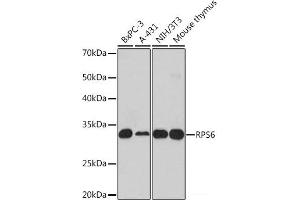 Western blot analysis of extracts of various cell lines using RPS6 Polyclonal Antibody at dilution of 1:1000. (RPS6 Antikörper)