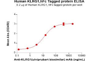 ELISA plate pre-coated by 2 μg/mL (100 μL/well) Human K Protein, hFc Tag(ABIN6964166, ABIN7042495 and ABIN7042496) can bind Anti-K(ulviprubart biosimilar) mAb in a linear range of 3. (KLRG1 Protein (Fc Tag))