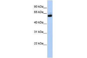 WB Suggested Anti-RXRA Antibody Titration:  0. (Retinoid X Receptor alpha Antikörper  (N-Term))