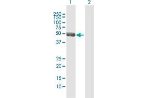 Western Blot analysis of NEUROD2 expression in transfected 293T cell line by NEUROD2 MaxPab polyclonal antibody. (NEUROD2 Antikörper  (AA 1-382))