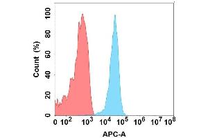 Flow cytometry analysis with Anti-CA on Expi293 cells transfected with human CA (Blue histogram) or Expi293 transfected with irrelevant protein (Red histogram). (CLEC1A Antikörper)
