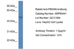 Western Blotting (WB) image for anti-F-Box and WD Repeat Domain Containing 9 (FBXW9) (C-Term) antibody (ABIN786168) (FBXW9 Antikörper  (C-Term))