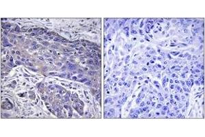 Immunohistochemistry (Paraffin-embedded Sections) (IHC (p)) image for anti-Protein O-Fucosyltransferase 1 (POFUT1) (AA 331-380) antibody (ABIN2890343) (POFUT1 Antikörper  (AA 331-380))