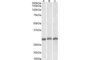 AP21301PU-N PSMA4 antibody staining of NIH3T3 (A), Mouse Spleen (B), Rat Spleen (C)) lysates at 0. (PSMA4 Antikörper  (Internal Region))