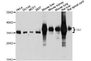 Western blot analysis of extracts of various cell lines, using TST antibody. (TST Antikörper  (AA 1-297))