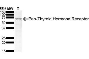 Western Blot analysis of Human Hep G2 Hepatoblastoma Cell lysate showing detection of Thyroid Hormone Receptor protein using Mouse Anti-Thyroid Hormone Receptor Monoclonal Antibody, Clone H43 (ABIN6952041). (THRA Antikörper)