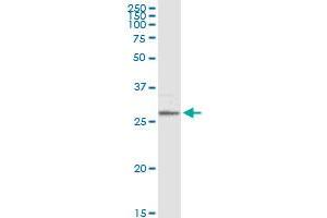 MS4A1 MaxPab rabbit polyclonal antibody. (CD20 Antikörper  (AA 1-297))