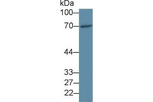 Western blot analysis of Human HeLa cell lysate, using Human FOXO1 Antibody (2 µg/ml) and HRP-conjugated Goat Anti-Rabbit antibody ( (FOXO1 Antikörper  (AA 333-557))