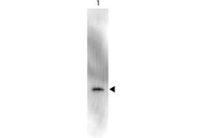 Image no. 1 for anti-Green Fluorescent Protein (GFP) antibody (HRP) (ABIN1101746) (GFP Antikörper  (HRP))