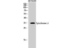 Western Blot analysis of rat-musle cells using Cytochrome c1 Polyclonal Antibody diluted at 1:500. (Cytochrome C1 Antikörper  (AA 110-190))