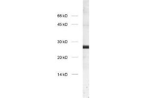 dilution: 1 : 1000, sample: crude synaptosomal fraction of rat brain (P2) (GS28 Antikörper  (Cytoplasmic Domain))
