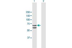 Western Blot analysis of RUNX2 expression in transfected 293T cell line by RUNX2 MaxPab polyclonal antibody. (RUNX2 Antikörper  (AA 1-507))