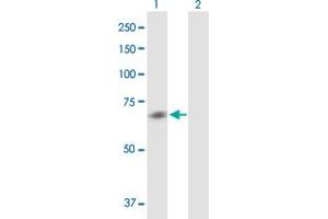 Lane 1: CHRM5 transfected lysate ( 60. (CHRM5 293T Cell Transient Overexpression Lysate(Denatured))