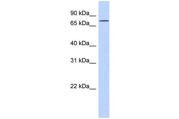 EXD3 Antikörper  (N-Term)