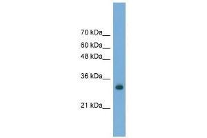 FAM78A antibody used at 0. (FAM78A Antikörper  (C-Term))