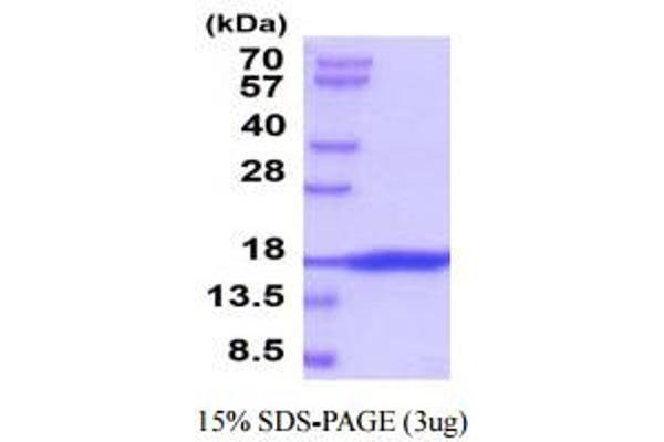 KIT Ligand Protein (KITLG) (AA 26-189)